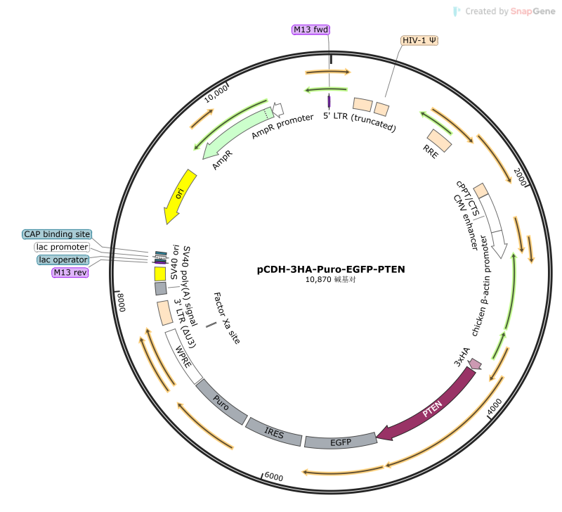 pCDH-3HA-Puro-EGFP-PTEN